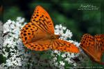 Perleťovec stříbropásek (Argynnis paphya)